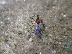 Dilophus tibialis breviceps