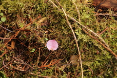 Prunus transarisanensis