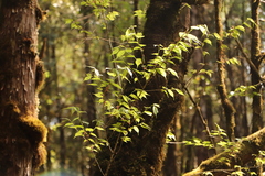 Prunus transarisanensis