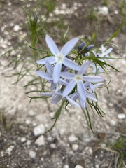 Amsonia ciliata