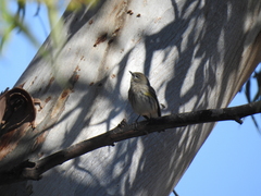 Setophaga coronata auduboni