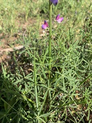 Lupinus angustifolius
