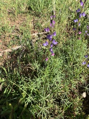 Lupinus angustifolius