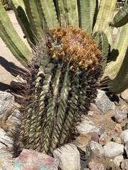 Ferocactus emoryi rectispinus