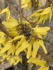 Dolerus nitens