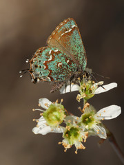 Callophrys hesseli