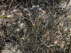 Lepidobolus drapetocoleus