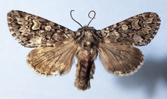 Lasionycta taigata