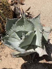Agave colorata