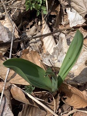Allium tricoccum