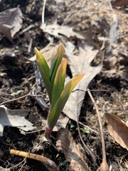 Allium tricoccum