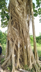 Ficus nymphaeifolia