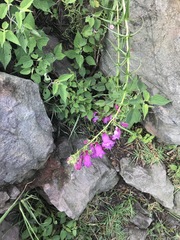 Penstemon campanulatus