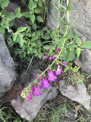 Penstemon campanulatus
