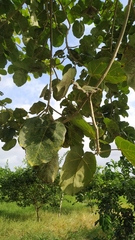Ficus nymphaeifolia
