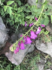 Penstemon campanulatus