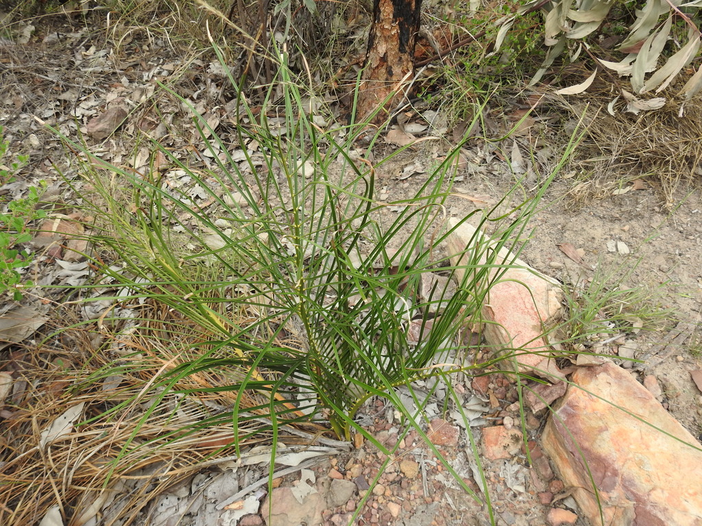 Macrozamia fearnsidei in April 2021 by Pam Day. Growing in the rocky ...