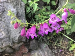 Penstemon campanulatus