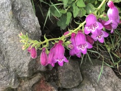 Penstemon campanulatus