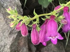 Penstemon campanulatus