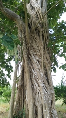 Ficus nymphaeifolia