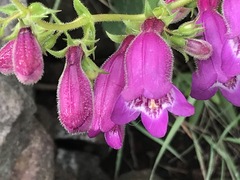 Penstemon campanulatus