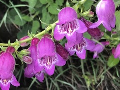 Penstemon campanulatus
