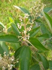 Miconia stenostachya