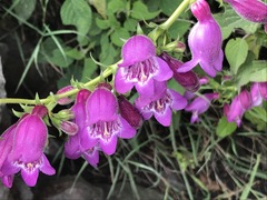 Penstemon campanulatus