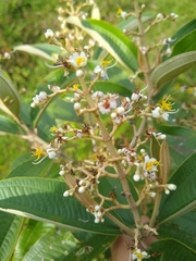 Miconia stenostachya