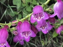 Penstemon campanulatus