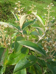 Miconia stenostachya