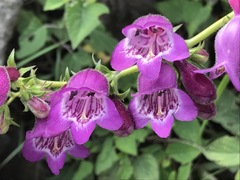 Penstemon campanulatus