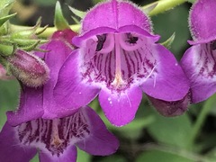 Penstemon campanulatus