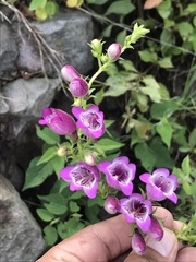 Penstemon campanulatus
