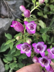 Penstemon campanulatus