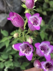 Penstemon campanulatus