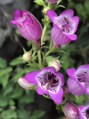 Penstemon campanulatus