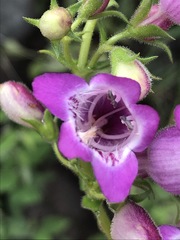 Penstemon campanulatus
