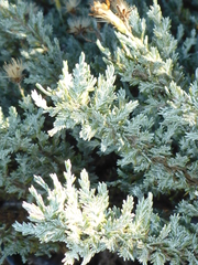 Ericameria ericoides