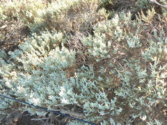 Ericameria ericoides