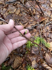 Daphne mezereum