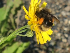 Bombus mckayi