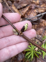 Daphne mezereum