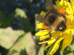 Bombus mckayi