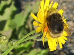 Bombus mckayi