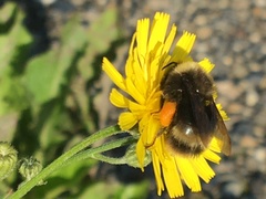 Bombus mckayi
