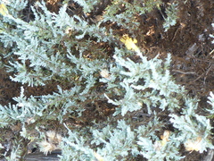 Ericameria ericoides