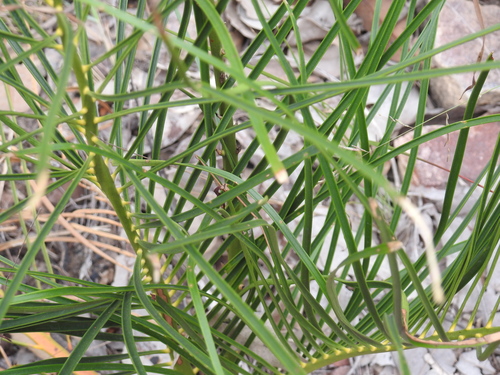Macrozamia fearnsidei