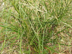 Macrozamia fearnsidei